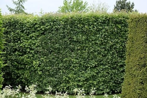 10st. Feldahorn – Acer campestre 50-80cm| Heimischer Ahorn, Hecken- & Forstpflanze | Winterhart, robust & schnittverträglich | Wald | Anpflanzungen | Kaminholz | Brennholz | Wurzelware