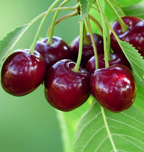 Süßkirsche Kassins Frühe Herzkirsche dunkle Kirsche Buschbaum ca. 110-140 cm Unterlage Colt