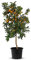 TropicTrees Citrus Fortunella Margarita | 150 cm hoher Kumquatbaum mit einem Stammumfang von 8-10 cm | Kumquat zur Saftherstellung, als Gewürzzutat und als Zierpflanze für den Innenbereich
