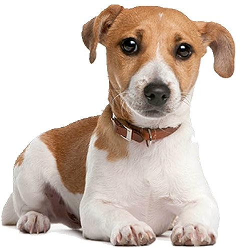 Kleberio Aufkleber Jack Russel wasserfest Familie Aufkleber Terrier Dackel Welpe Tier Sticker Deko Autoaufkleber 10 x 10 cm