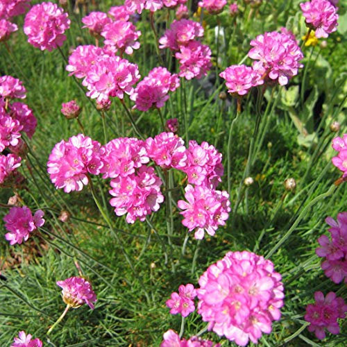 6 x Grasnelke 'Splendens Perfecta' - Armeria Maritima Topf 9x9cm: Robuste, langlebige Staude mit kräftig pinken Blütenbällen.