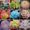 Portal Cool 10: 100X Kaktus Stein Lithops Sukkulenten Samen Zyklop Exotische Echeveria Indoor Garden
