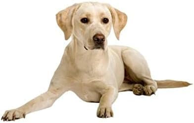 SANTPOT Autoaufkleber 15 Cm Labrador Retriever Wasserdichter Hundeaufkleber Vinyl Auto Wrap Für Autohaube Laptop Home Decora Aufkleber