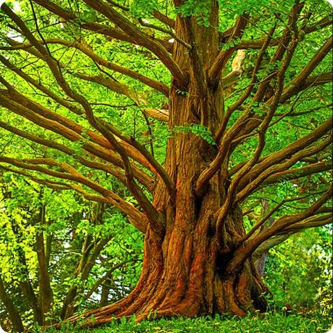 Alba Redwood, Metasequoia glyptostroboides, semi di albero (Fast, Fall Color) (100)