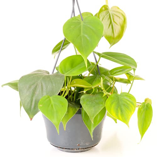 Philodendron scandens - Pianta Sweetheart | Pianta sospesa da 15 cm per interni e ufficio.