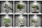 6er Set Wandtattoo 3D Effekt Vase - 3D Wandaufkleber Selbstklebend mit Blumen Grüne Pflanzen Baum Bonsai - Wandsticker Wandbild für Schlafzimmer Wohnzimmer Kinderzimmer Küche Büro 36x36cm