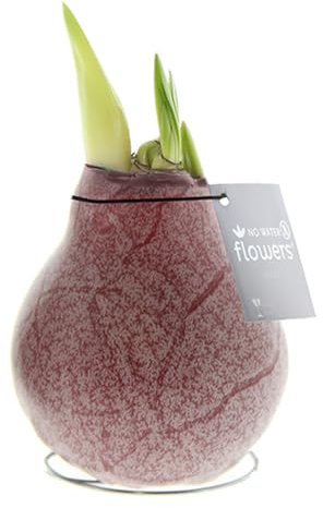 Amaryllis in Wachs Marble Bordeaux | 1 Stück | Amaryllis in Wachs | ohne Gießen | pflegeleicht | lange und majestätische Blüte | Rot | Zimmerpflanze