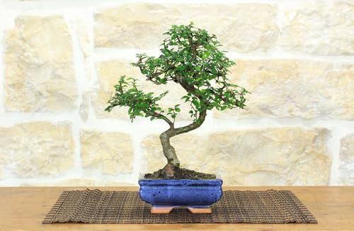 Bonsai di Olmo Cinese vaso cm. 15