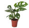 Monstera Obliqua Adansonii Monkey Mask Mini Planta en Maceta de 5cm Planta Natural Monstera de Interior