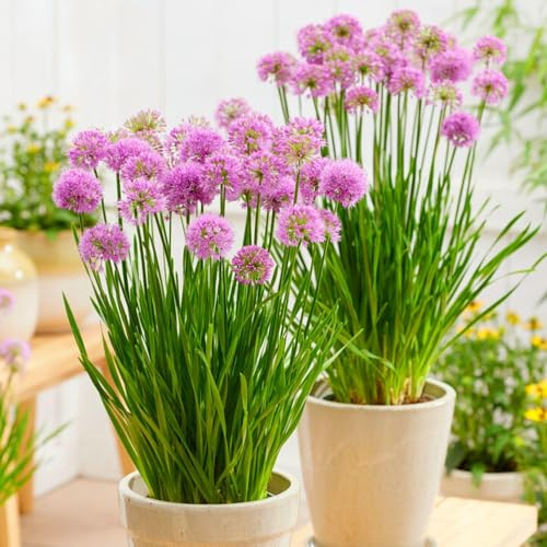 Allium Zwiebeln Winterhart Mehrjährig - Millenium - 3 Blumenzwiebeln