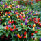 Semillas de Chili Bolivian Rainbow - Chili Aji Arco Iris Boliviano Semillas de Hortalizas