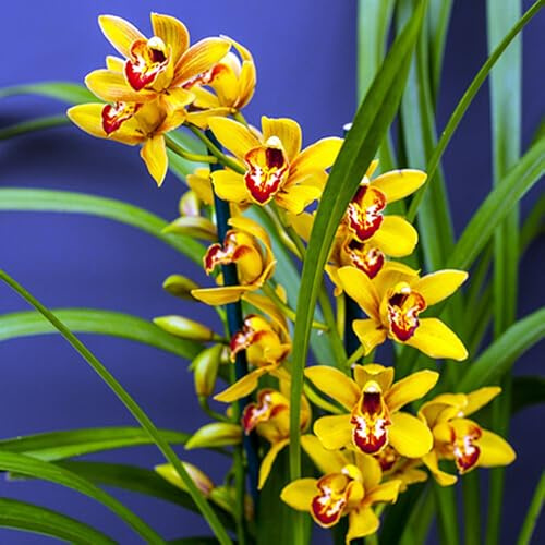 Cymbidium Mélange de rhizomes vivaces rustiques, caucun arrosage nécessaire, Onvient pour le printemps et l'automne-5 Bulbos-C