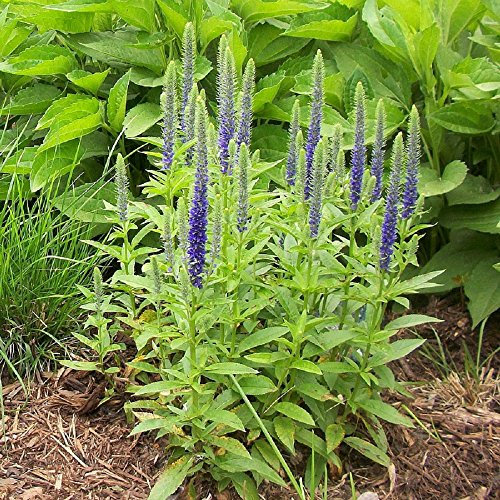 Lot de 50 graines de Véronique en épis bleu - plantes vivaces