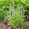 Lot de 50 graines de Véronique en épis bleu - plantes vivaces