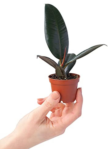 PLNTS - Baby Ficus Robusta (Feigen) - Zimmerpflanzen, Pflanzen Echt, Nachhaltige Verpackung Gummibaum- 6cm Topf - Höhe 15cm - Direkt von der Gärtnerei