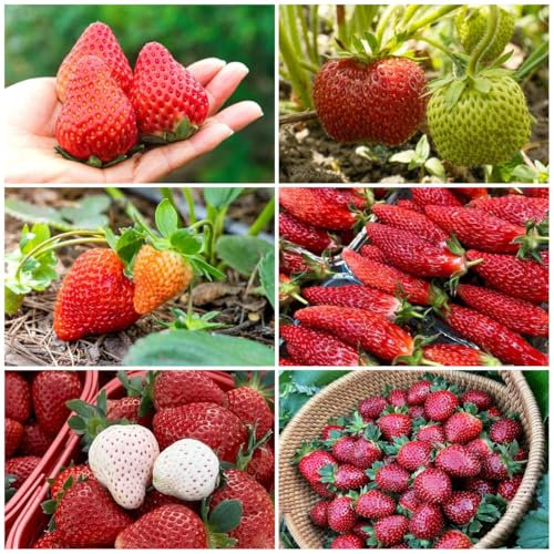 200 pcs erdbeeren obst samen - erdbeerbaum winterharte stauden garten pflanzen winterharte, garten pflanzen erdbeer samen, bonsai topf erdbeersamen, balkon pflanze bohnenkraut samen
