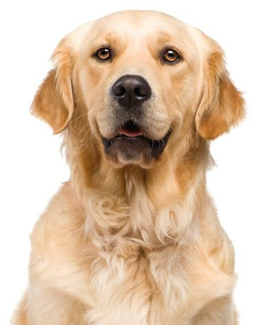 Fensterbild Golden Retriever I beidseitig bedruckt I 37,6 x 28,5 cm I statisch haftend I wiederverwendbar I dv1319