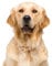 Fensterbild Golden Retriever I beidseitig bedruckt I 37,6 x 28,5 cm I statisch haftend I wiederverwendbar I dv1319