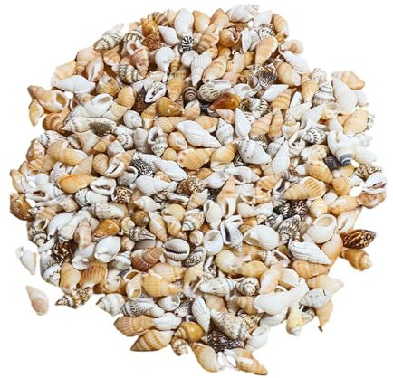 200g Scallop Shells for Crafts Muscheln zum Bemalen Seesterne Deko Muscheln Deko Vase Fillers Geeignet für Familienfeiern Hochzeitsdekorationen für DIY usw(Maisschneckenversion)