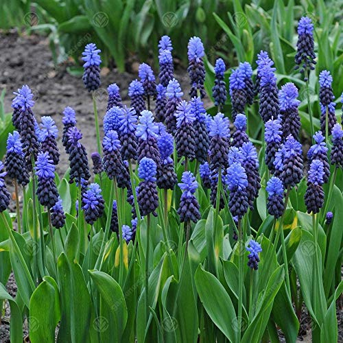 Gardeners Dream 'Muscari Latifolium' Hyazinthen Zwiebeln Frühblüher Stauden Mix (10 Stk.) - Zweifarbige Traubenhyazinthen Zwiebeln - Blumenzwiebeln Mehrjährig Winterhart - Frühblüher Zwiebeln