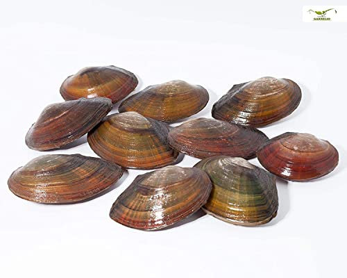 NatureHolic - Teichmuscheln I Ideal für den Gartenteich I heimische Muschel I interessante Fortpflanzungsbiologie I Wird sehr groß I 10 STK