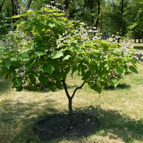 20 pcs Trompetenbaum Catalpa Bignonioides - topfpflanzen für draußen, garten-geschenke Trompetenbaum Samen, Catalpa Samen, alte sorten, trompetenbaum winterhart, zimmerpflanzen, pflanzen