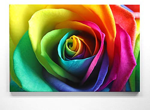 Rosenbild im Groß-Format 120x80cm, Bunte Rose - als großes XXL Leinwandbild. Wandbild als Hintergrund und Deko für Wohnzimmer & Schlafzimmer. Aufgespannt auf Holzrahmen