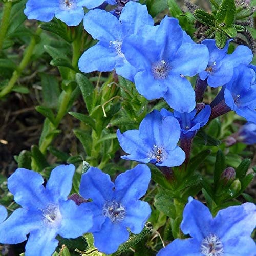 6 x Blauer Steinsame 'Heavenly Blue' - Lithodora Diffusa 'Heavenly Blue' Topf 9x9cm