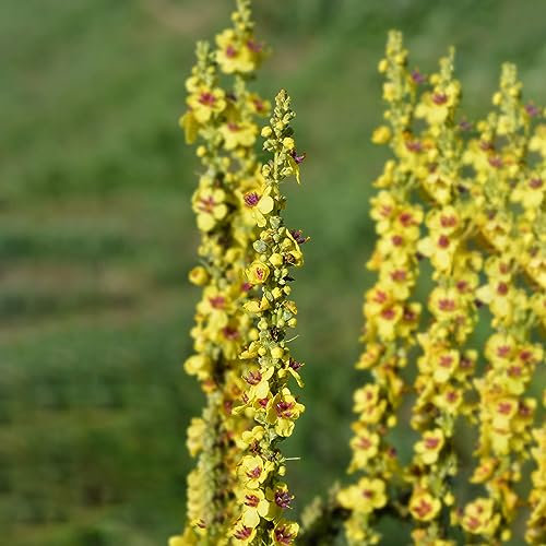 500 pcs Königskerze Samen Mehrjährig, kräutergarten küche, bodendecker samen winterhart (Verbascum thapsus) exotische pflanzen samen, seltene samen kräuterbeet indoor, bio samen kräutergarten