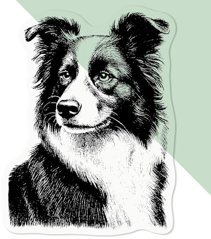 Azeeda Mittel 100mm 'Border Collie Portrait' Permanente Transparente Aufkleber für Fenster/Autos/Wände/Skateboards etc (DC00142965)