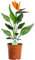 Strelitzia - 1 Pflanze - Haus/Büro Leben Innenbereich-Topfpflanze Baum In 12cm Topf
