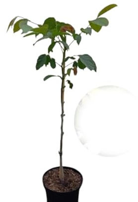 Juglans Regia - Nogal Árbol Frutal Ideal para Cultivar tus Propias Nueces