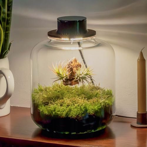 Jardin en Botella Terrario Plantas Vidrio Transparente Tapa con Foco LED | Kit Jardin en Botella Todo Incluido Plantas de Aire Naturales en Raiz de Olivo