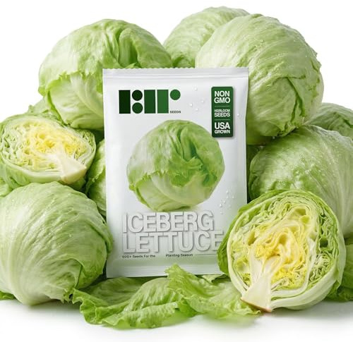 500 Iceberg Lettuce Seeds for planting - Heirloom Non-GMO USA Grown Premium Vegetable Seeds for Planting Home Garden - Crisphead Heading Lettuce Lactuca Sativa by RDR Seeds