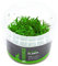 Pogostemon erectus - NatureHolic In-Vitro Aquarium Moos für Garnelen Aquarium