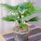 Livistona Palm Tropical Palm Indoor Decorative Houseplant Supplied in 15cm Pot