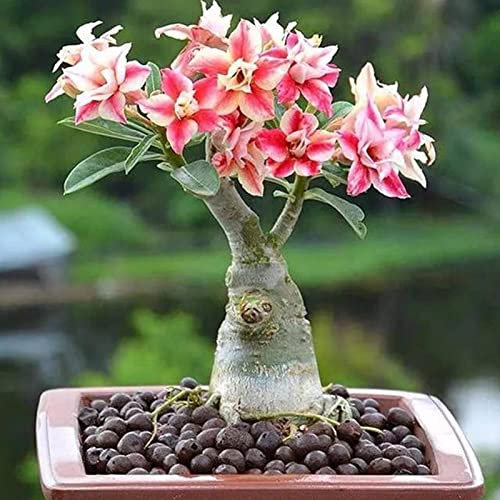 100 pz/sacchetto Desert Rose Seeds Non-GMO Facile da coltivare Deserto Ibrido Semi di rosa per il giardino Seme di adenio
