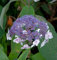 Fellhortensie 40-60cm - Hydrangea aspera