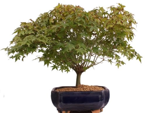 Bonsai - A. palmatum Kiyohime, Japanischer Fächerahorn 204/69