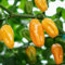 Chili Scotch Bonnet Burkina Gelb/Yellow 50 Samen Samenchilishop