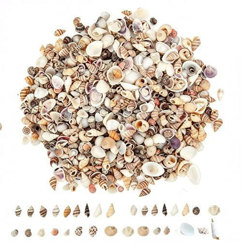 1000 Stück Muscheln zum Basteln, 20 Arten Mini Muscheln Deko | Kleine Muscheln, 20 Arten, Muschel Perlen, Deko Muscheln für DIY