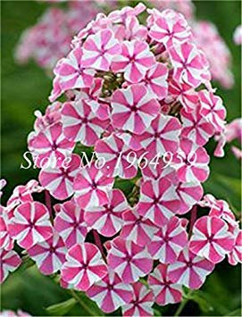 Comprar Phlox Fiore Semente 100 Pz pianta Phlox Fiore Phlox Drummondii ilumina tu hogar Giardino Personale: 18