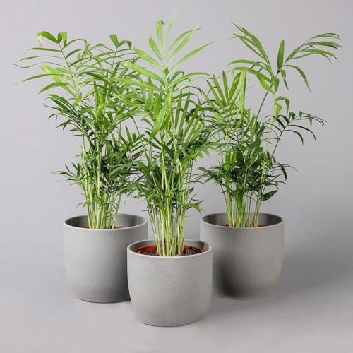 Bergpalme, Topf-Ø 12 cm, Höhe ca. 30 cm, 3 Pflanzen
