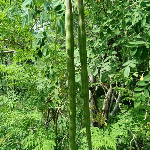 10 pcs moringa samen zum pflanzen, outdoor pflanzen, winterharte stauden für pralle sonne moringa baum kaufen kletterpflanzen, alte sorten saatgut stauden, blumengarten garten geschenk,