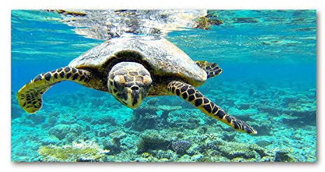 Tulup Impression sur verre100x50 cm Image Tableau Photo décorative panoramique pour la Cuisine et Le Salon - Animaux - Tortue De Mer - Bleu