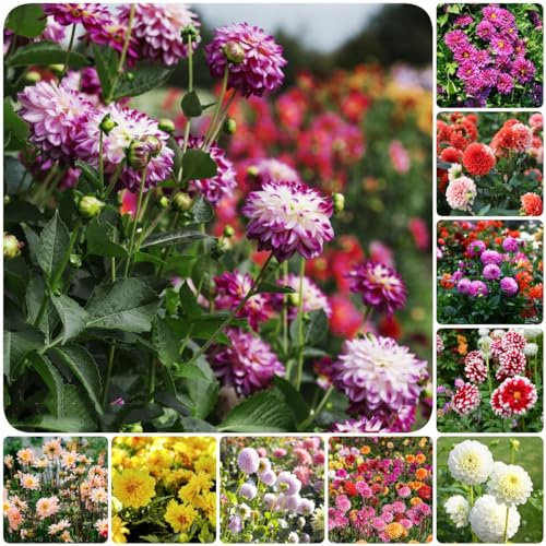 5 pcs blumenzwiebeln dahlien mehrjährig winterhart - winterharte kübelpflanzen gartenblumen dahlie dahlia zwiebeln, kleine geschenke zwiebel wildblumen indoor garten wanddeko