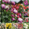 5 pcs blumenzwiebeln dahlien mehrjährig winterhart - winterharte kübelpflanzen gartenblumen dahlie dahlia zwiebeln, kleine geschenke zwiebel wildblumen indoor garten wanddeko