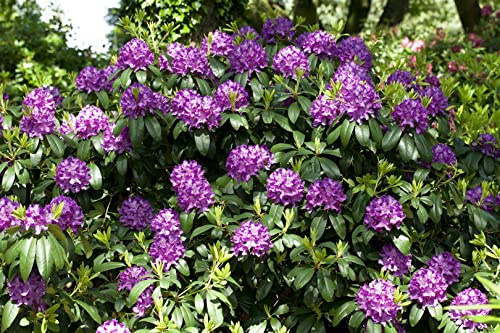 Rhododendron catawbiense Grandiflorum 90-100 cm winterhart immergrün | Halbschattig, blühfreudig, schnittvertraeglich, ideal für Formhecke und Sichtschutz, robust, dichter Wuchs, gartentauglich