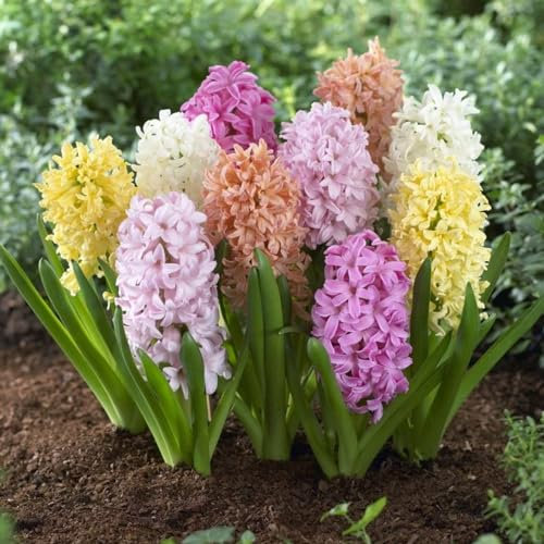 Hyazinthen Zwiebeln, Hyazinthen Hyazinthen Winterhart Hyazinthen Knollen Hyazinthen Rhizome Hyazinthen Plant Live Hyazinthen MehrjäHrig Hyazinthen Pflanzen -5Zwiebeln-B