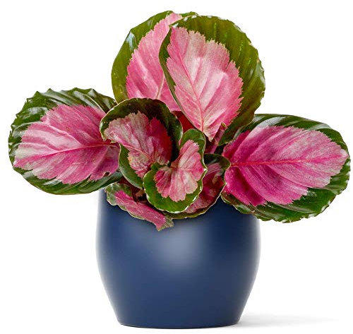 Calathea roseopicta Rosy Plante d'Intérieur Rose Qualité Supérieur 30-40cm avec Pot